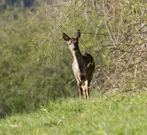 Roe Deer on hill side with woods behind