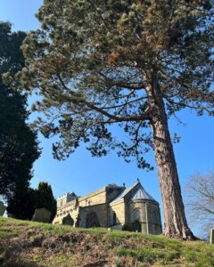 Church on hill with pine tree in foreground