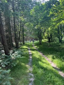 Path running through woodland in spring