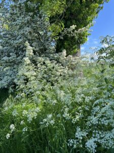 Cow parsley in bloom