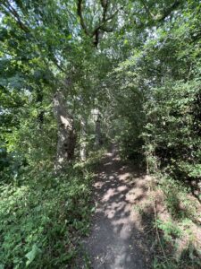 Woodland walk with path in sunshine