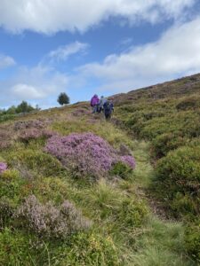 Three hikers walking up hill with purple heather to the left