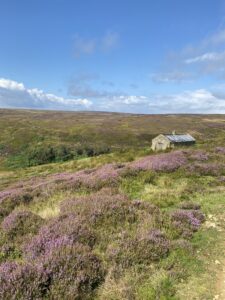 Stone barn at top of hill surrounded by purple heather