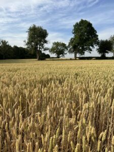 Crops in field with trees on horizon