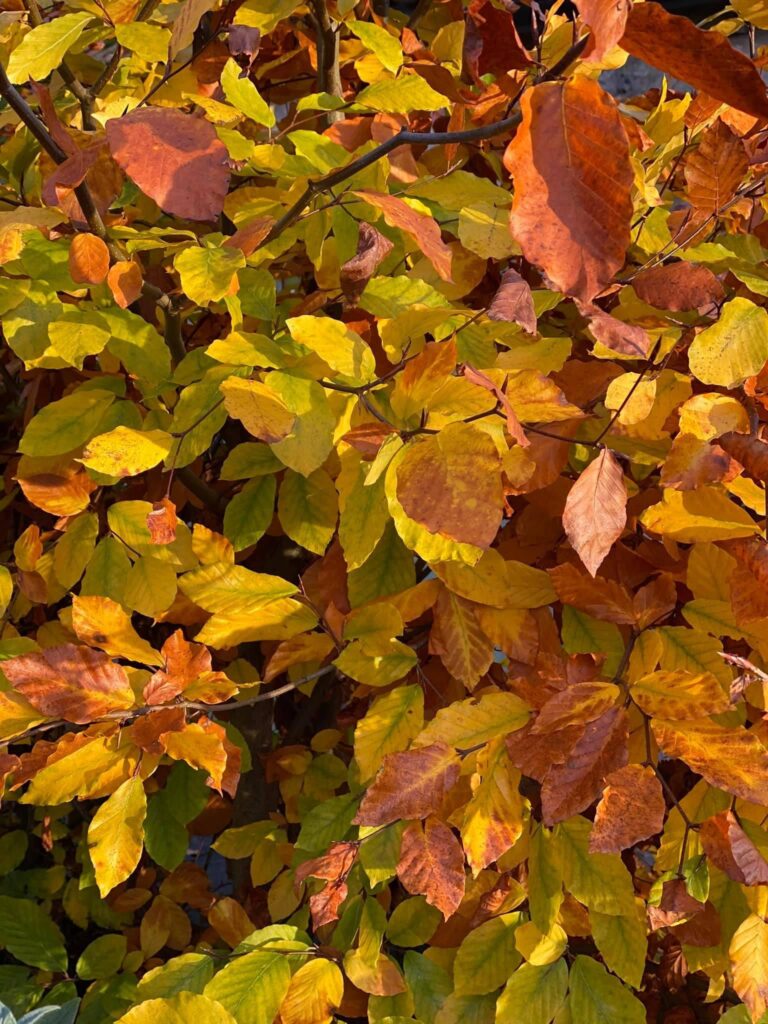 Autumn beech leaves on hedge
