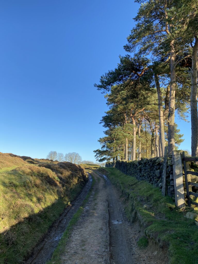 Path leading over moorland with trees on the right.