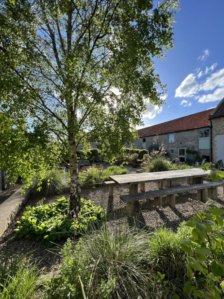 Garden wooden table and birch tree in sunshine