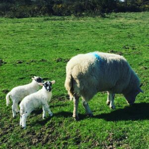 Twin lambs with ewe with blue marking