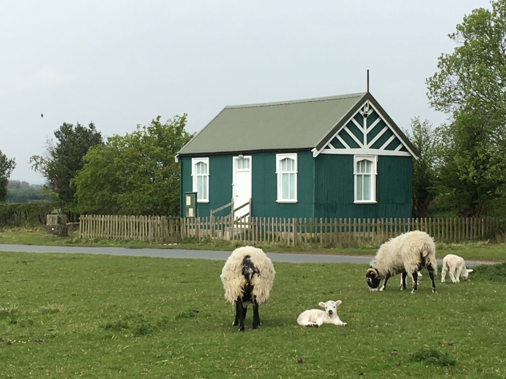 Sheep and lambs in front of the green and white reading room building