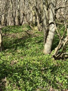 wild garlic growing on woodland floor