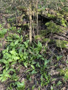 Clsose up of wild garlic growing on woodland floor