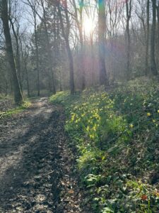 wild daffodiles growing by path in woodland sunlight