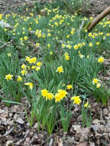 Close up of wild daffodils in woodland