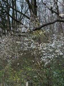 Wild Blackthorn blossom