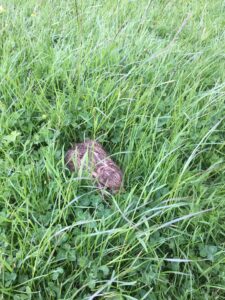 YOung hare hiding in long grass