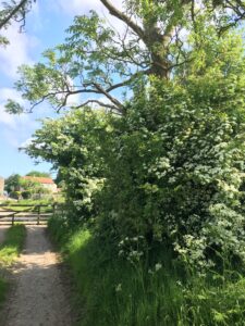 White hawthorn blossom in a country lane.