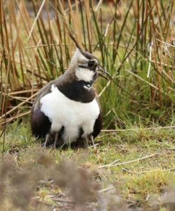 Lapwing