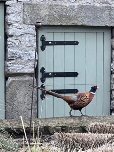 Pheasant in the Long Barn Courtyard