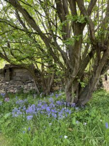 Blue bells in flower in wood