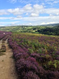 Path leading to dales through purple heather