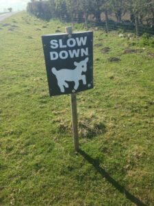 Sign on grass verge saying "Slow down" for sheep