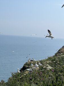 Gannets coming into land above nesting colony on top of cliff