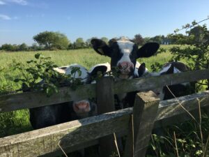 Black and white cow looking over fence