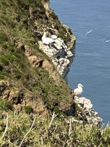 Gannets nesting on cliff face