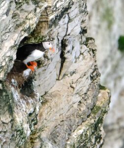 Puffin on Bempton Cliff