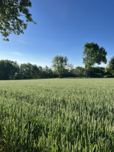 Field with corn growing in it. Blue skies and trees at edge of the field. 