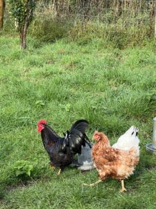 Black cockerel and brown hen in field near bird feeders