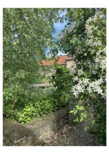 View of Long Barn through birch trees and clematis