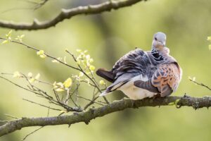 Turtle Dove sitting on the branch of a tree