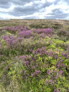 Purple heather flowering in the North York Moors