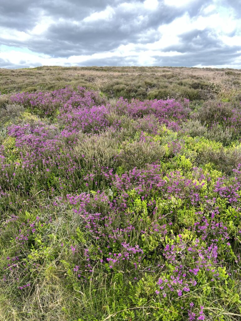 Heather blooming on moorland