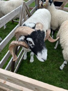 Ram with black face and curly horns in wooden pen