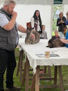 Man with beard judging two large brown rabbits at show