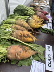 TUrnips laid out on table for judging at village show