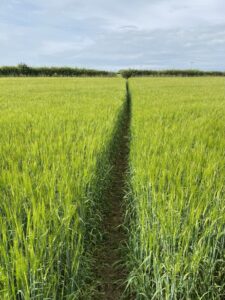 Path through a green field of corn.