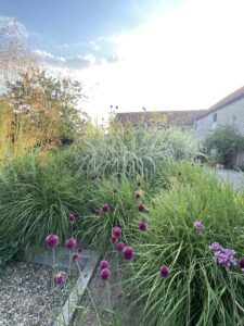 Courtyard garden at Long Barn with purple alliums and grasses