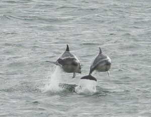 Two dolphins at Scarborough