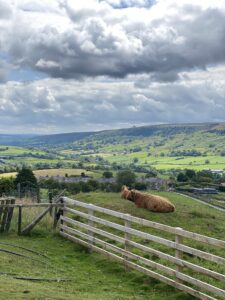 View over Rosedale with highland cow in foreground