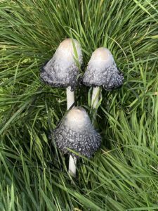 3 black cap mushrooms growing in grass