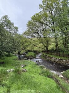 Woodland near Goathland. Trees growing alongisde a stream in sunshine. 