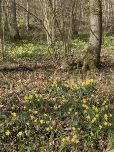 Daffodils growing in woodland