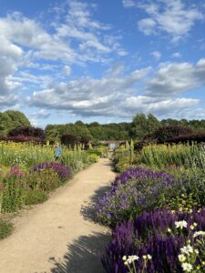 Gravel path through flower beds on boths sides with yellow and purple flowers