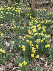 Wild daffodils flowering in woodland