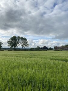 Tree in a green field of wheat