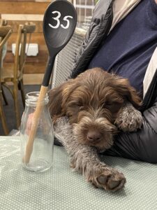 Brown and white Griffon puppy on owners lap next to a bottle with a wooden spoon in . Spoon marked with the number 35