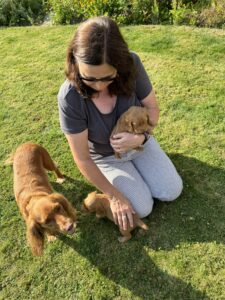 Woman kneeling on lawn holding a spanniel puppy and stroking another one. Whilst their mother looks on.